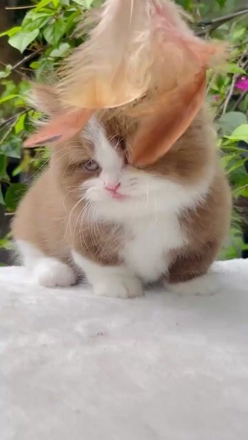 Mèo munchkin chân lùn cinamon đực đẹp như tranh. Mua bán Mèo tại Thành phố Thủ Đức Tp Hồ Chí Minh được đăng bởi Âu Minh Huy hình 1