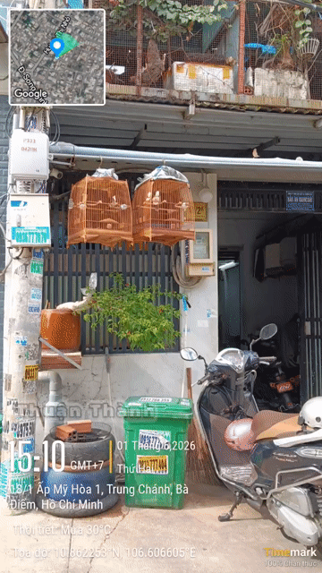 Chim cảnh giống to dài đòn mới song lông. Mua bán Chim tại Huyện Hóc Môn Tp Hồ Chí Minh được đăng bởi thành hình 1