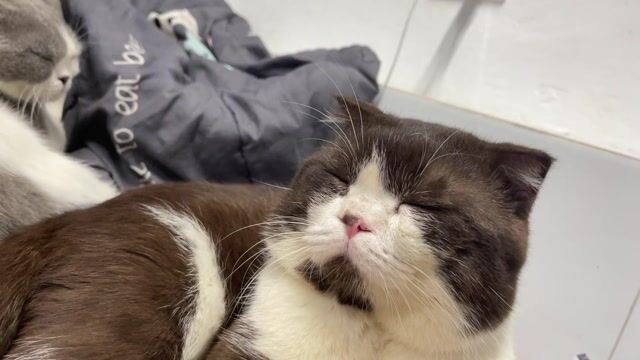 Mèo anh lông ngắn tai cụp. Mua bán Mèo tại Quận Đống Đa Hà Nội được đăng bởi lý hình 1