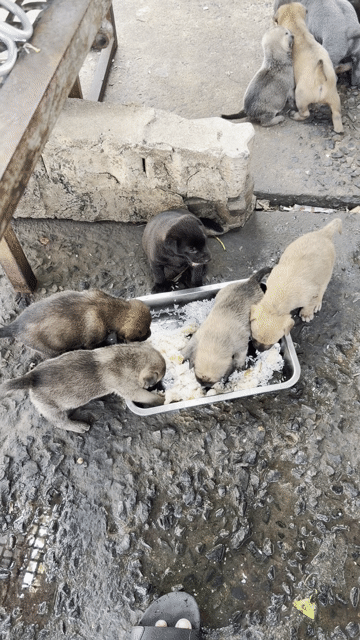 Chó con màu Nâu đen đừng thịt nhé .. Mua bán Chó tại Thành phố Dĩ An Bình Dương được đăng bởi Vũ Bão hình 1