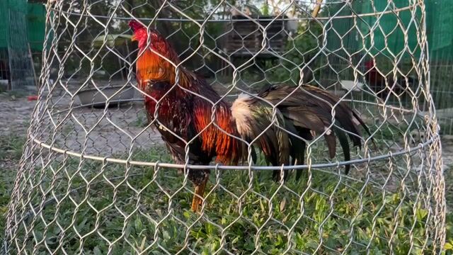 Xanh bông 2.95kg. Mua bán Gà tại Huyện Chợ Gạo Tiền Giang được đăng bởi Phúc Nguyễn hình 1