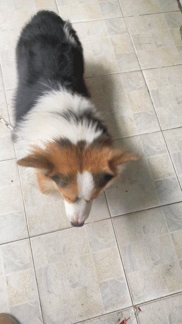 Chó Corgi Đực Tricolor 14 tháng. Mua bán Chó tại Quận Tân Phú Tp Hồ Chí Minh được đăng bởi Linh hình 1