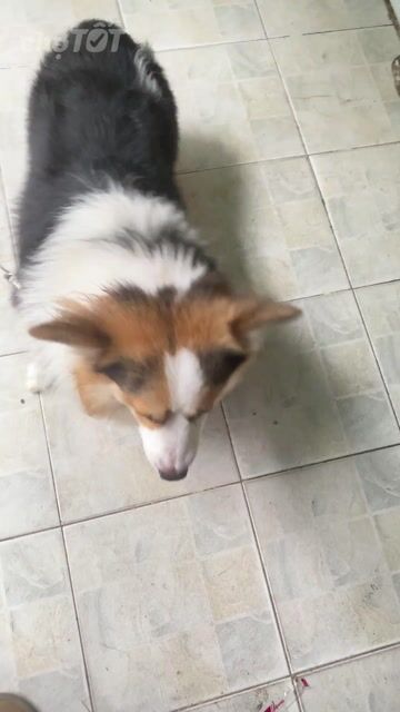 Chó Corgi Đực Tricolor 14 tháng. Mua bán Chó tại Quận Tân Phú Tp Hồ Chí Minh được đăng bởi Linh hình 1