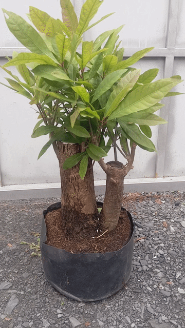 Cây cảnh Lộc Vừng Đỏ 28cm. Mua bán Cây cảnh, đồ trang trí tại Huyện Củ Chi Tp Hồ Chí Minh được đăng bởi Cây kiểng giá rẻ LT1 hình 1