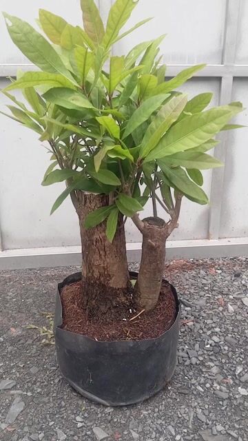 Cây cảnh Lộc Vừng Đỏ 28cm. Mua bán Cây cảnh, đồ trang trí tại Huyện Củ Chi Tp Hồ Chí Minh được đăng bởi Cây kiểng giá rẻ LT1 hình 1