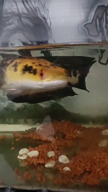 Cá Sen Vàng 2X Đuôi rách. Mua bán Thú cưng khác tại Huyện Hóc Môn Tp Hồ Chí Minh được đăng bởi Anh Khoa hình 1