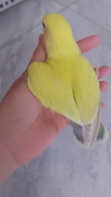Chim Lovebird Vàng lưng xanh. Mua bán Chim tại Quận 12 Tp Hồ Chí Minh được đăng bởi Nguyễn Thị Diễm Hương hình 1