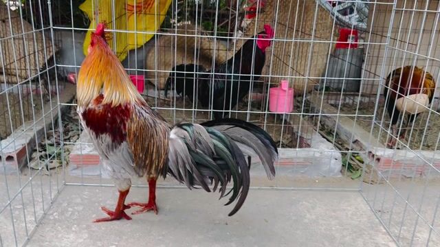 Gà Xám khói 2.9kg Đực. Mua bán Gà tại Huyện Tịnh Biên An Giang được đăng bởi Ngôn Phạm hình 1