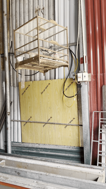 Chim Chích Chòe Than Trống mái tập hót. Mua bán Chim tại Huyện Thường Tín Hà Nội được đăng bởi Anh Huy hình 1