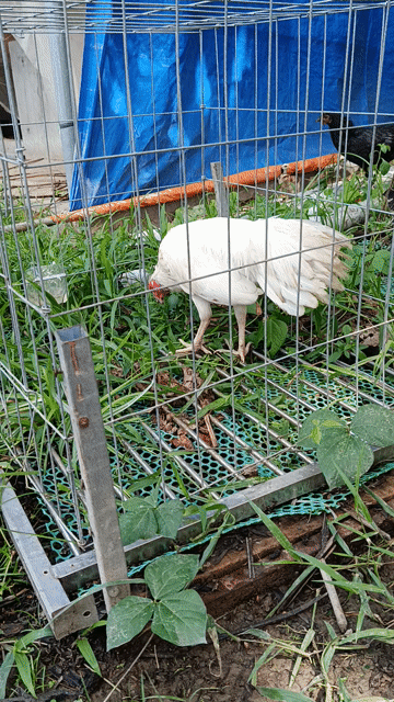 Gà tre trống 1.4kg màu Trắng. Mua bán Gà tại Huyện Châu Thành Trà Vinh được đăng bởi phamtam hình 1