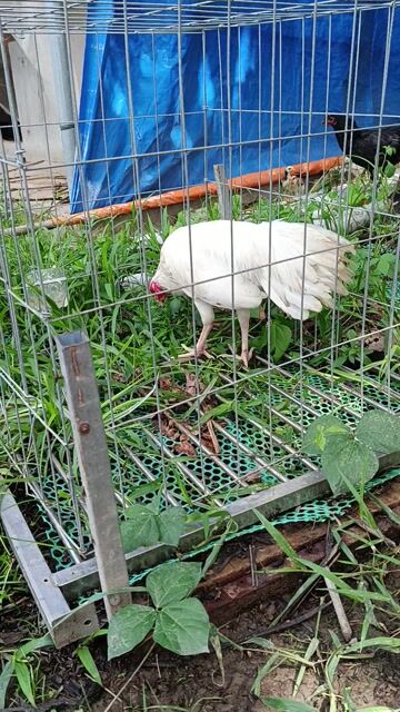 Gà tre trống 1.4kg màu Trắng. Mua bán Gà tại Huyện Châu Thành Trà Vinh được đăng bởi phamtam hình 1