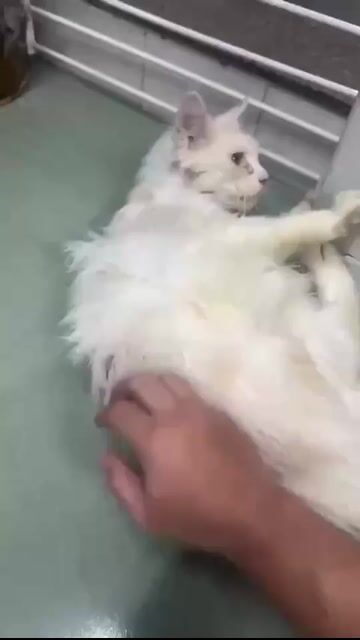 Mèo Main Coon đực 1 tuổi. Mua bán Mèo tại Thành phố Thủ Đức Tp Hồ Chí Minh được đăng bởi Nguyễn Thái An Khang hình 1