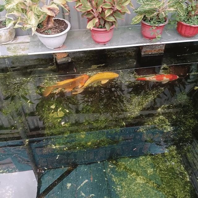 Cá Koi 50cm. Mua bán Thú cưng khác tại Huyện Phong Điền Cần Thơ được đăng bởi Phuc hình 1