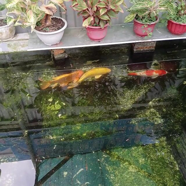 Cá Koi 50cm. Mua bán Thú cưng khác tại Huyện Phong Điền Cần Thơ được đăng bởi Phuc hình 1