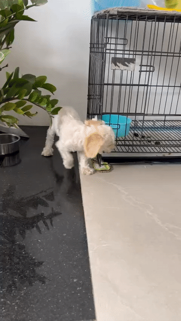 Poodle đực 4 tháng tuổi. Mua bán Chó tại Thành phố Tây Ninh Tây Ninh được đăng bởi Nam hình 1