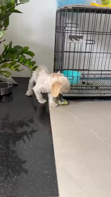 Poodle đực 4 tháng tuổi. Mua bán Chó tại Thành phố Tây Ninh Tây Ninh được đăng bởi Nam hình 1