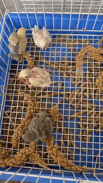Chim Lovebird non dạn người, quấn chủ. Mua bán Chim tại Quận 12 Tp Hồ Chí Minh được đăng bởi Lê Trọng Tính hình 1