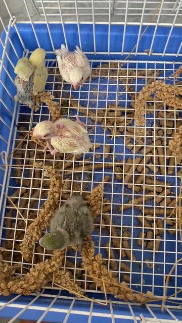 Chim Lovebird non dạn người, quấn chủ. Mua bán Chim tại Quận 12 Tp Hồ Chí Minh được đăng bởi Lê Trọng Tính hình 1