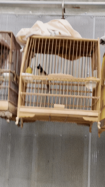 Chim chào mào. Mua bán Chim tại Thành phố Biên Hòa Đồng Nai được đăng bởi danhpham hình 1