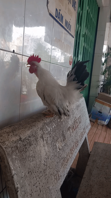 Gà chuối Trắng. Mua bán Gà tại Thành phố Long Xuyên An Giang được đăng bởi Phong Hùng hình 1