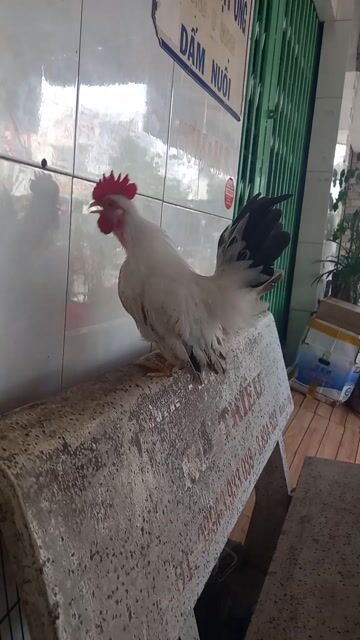 Gà chuối Trắng. Mua bán Gà tại Thành phố Long Xuyên An Giang được đăng bởi Phong Hùng hình 1