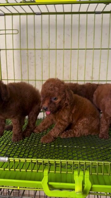 Chó Poodle Nâu đỏ đậm đã tiêm. Mua bán Chó tại Quận Hoàng Mai Hà Nội được đăng bởi cậu bé yêu cún hình 1