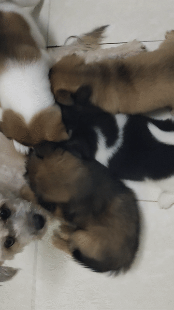 Chó Corgi F1 2 tháng tuổi nhiều màu. Mua bán Chó tại Quận Bình Thạnh Tp Hồ Chí Minh được đăng bởi Tommylee hình 1