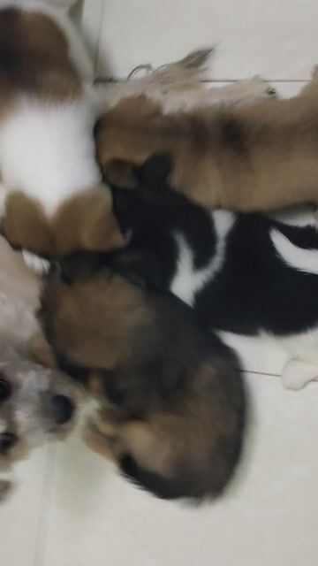 Chó Corgi F1 2 tháng tuổi nhiều màu. Mua bán Chó tại Quận Bình Thạnh Tp Hồ Chí Minh được đăng bởi Tommylee hình 1