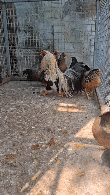 Gà Tre giống TÂN CHÂU. Mua bán Gà tại Huyện Hóc Môn Tp Hồ Chí Minh được đăng bởi pham van hung hình 1