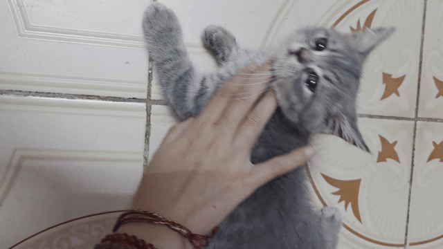 Mèo Anh lông ngắn đực 2 tháng Blue tabby. Mua bán Mèo tại Quận Long Biên Hà Nội được đăng bởi Quỳnh Liên hình 1