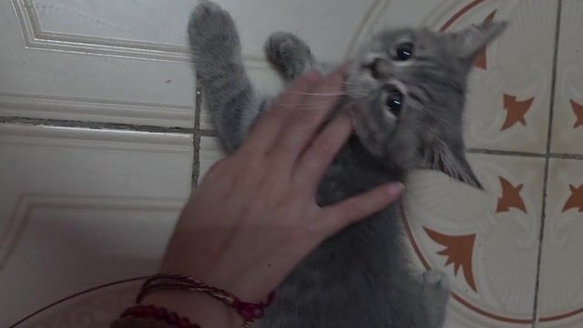Mèo Anh lông ngắn đực 2 tháng Blue tabby. Mua bán Mèo tại Quận Long Biên Hà Nội được đăng bởi Quỳnh Liên hình 1