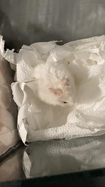 Chuột Hamster ww. Mua bán Thú cưng khác tại Thành phố Biên Hòa Đồng Nai được đăng bởi hà gia bảo hình 1