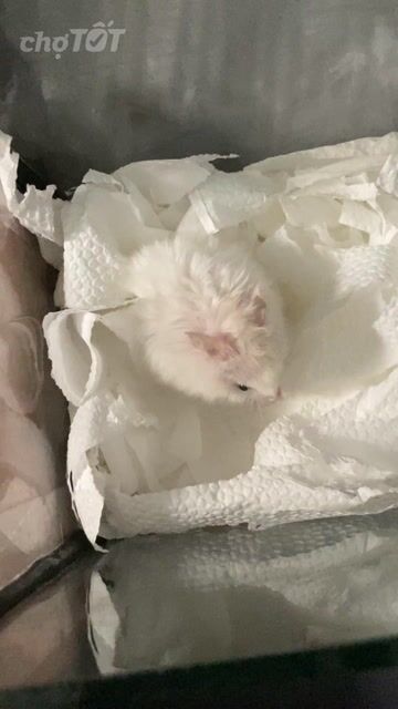 Chuột Hamster ww. Mua bán Thú cưng khác tại Thành phố Biên Hòa Đồng Nai được đăng bởi hà gia bảo hình 1