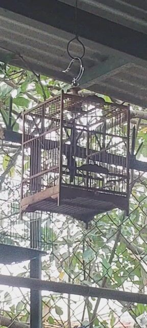 Hút mật 7 màu siêng hót ko lồng. Mua bán Chim tại Huyện Vĩnh Cửu Đồng Nai được đăng bởi Tấn Khang hình 1