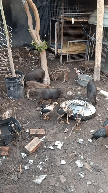 Heo lai rừng con đã ngừa đầy đủ. Mua bán Thú cưng khác tại Thành phố Thuận An Bình Dương được đăng bởi Gà Chọi hình 1