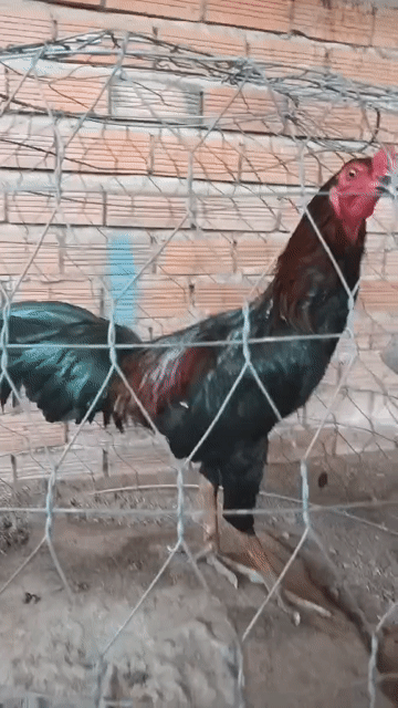 Que Peru Mỹ Việt 3kg3 Tơ zin. Mua bán Gà tại Thành phố Mỹ Tho Tiền Giang được đăng bởi Nghĩa  hình 1