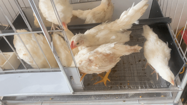 Gà con Trắng Khỏe mạnh Thả vườn. Mua bán Gà tại Quận Lê Chân Hải Phòng được đăng bởi phú bq 1984 hình 1
