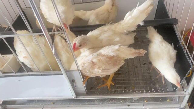 Gà con Trắng Khỏe mạnh Thả vườn. Mua bán Gà tại Quận Lê Chân Hải Phòng được đăng bởi phú bq 1984 hình 1
