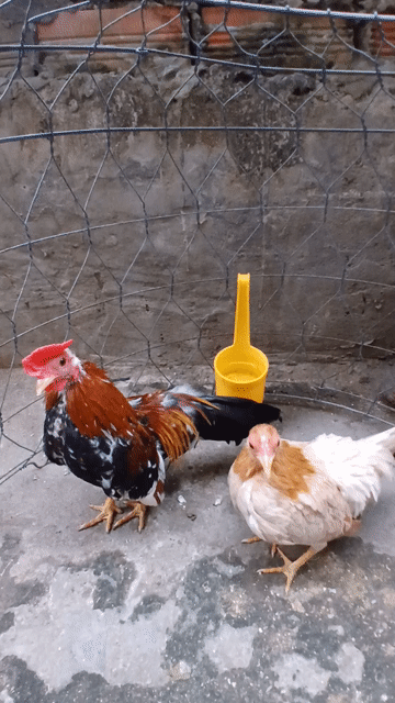 Gà tre Bắc nhiều màu. Mua bán Gà tại Thành phố Trà Vinh Trà Vinh được đăng bởi Ngân hình 1