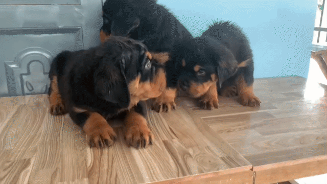 Chó Rottweiler Đen vàng. Mua bán Chó tại Huyện Bình Chánh Tp Hồ Chí Minh được đăng bởi Anh nông dân da đen hình 1