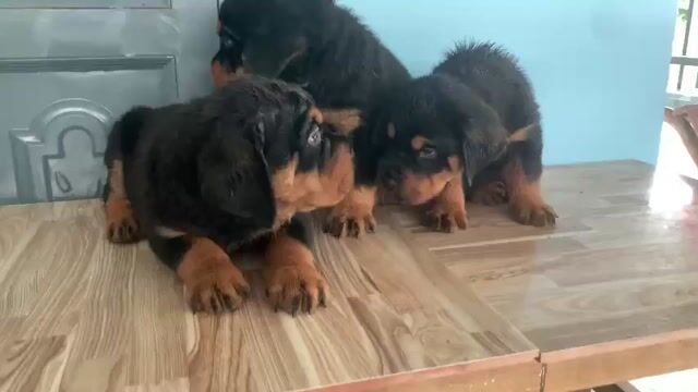 Chó Rottweiler Đen vàng. Mua bán Chó tại Huyện Bình Chánh Tp Hồ Chí Minh được đăng bởi Anh nông dân da đen hình 1