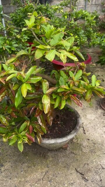 mai vàng. Mua bán Cây cảnh, đồ trang trí tại Thành phố Bảo Lộc Lâm Đồng được đăng bởi Phương Nguyễn hình 1
