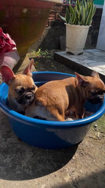 Chó Bull Pháp đực, from mập, ngắn , chân lùn. Mua bán Chó tại Thị xã Bình Minh Vĩnh Long được đăng bởi Trại Bull Pháp Vĩnh Long hình 1