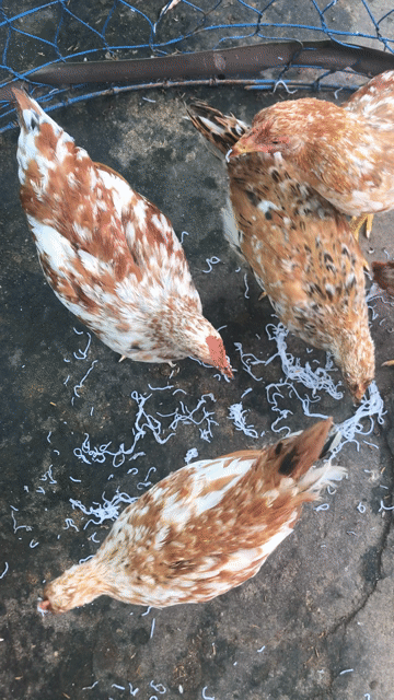 Gà ri hoa mơ 5-6 lạng thả vườn. Mua bán Gà tại Thành phố Dĩ An Bình Dương được đăng bởi Ngọc Hân hình 1