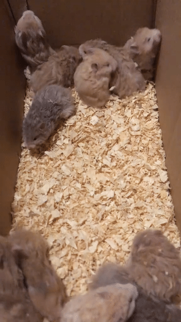 Chuột Hamster nhiều màu dễ nuôi. Mua bán Thú cưng khác tại Quận Hai Bà Trưng Hà Nội được đăng bởi Mun Munn hình 1