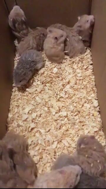 Chuột Hamster nhiều màu dễ nuôi. Mua bán Thú cưng khác tại Quận Hai Bà Trưng Hà Nội được đăng bởi Mun Munn hình 1