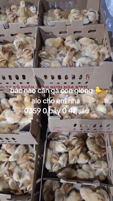 Cần bán gà vịt con giống ta lai nòi .nòi Bến Tre