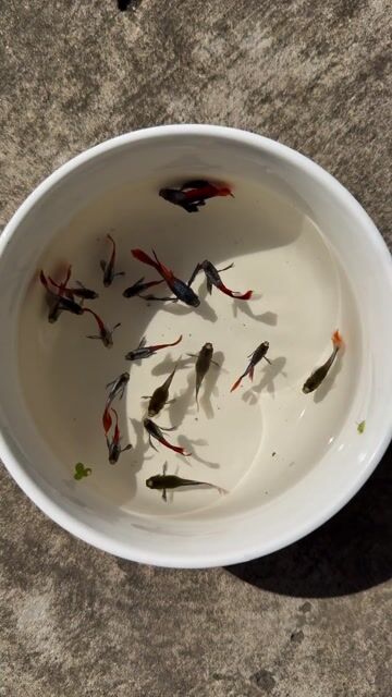 Dumbo tay bơi bướm 25k cặp. Mua bán Thú cưng khác tại Huyện Ba Tri Bến Tre được đăng bởi Hồ Minh Thành hình 1