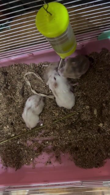 Chuột Hamster dễ nuôi. Mua bán Thú cưng khác tại Quận Gò Vấp Tp Hồ Chí Minh được đăng bởi An An hình 1