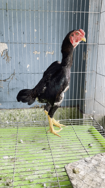 Gà Koshamo mini trống 6 tháng. Mua bán Gà tại Quận 10 Tp Hồ Chí Minh được đăng bởi Gà Con hình 1